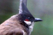 Red-whiskered Bulbul (Pycnonotus jocosus)